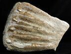 Partial, Southern Mammoth Molar - Hungary #45550-1
